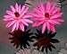 Red Flare Nymphaea Water Lily 10 Seeds