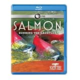 Nature: Salmon [Blu-ray]