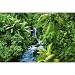 (24x36) Rainforest (Waterfall) Art Poster Print