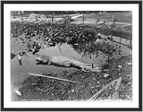 Historic Print (S): A Florida gator [in a lily pond]
