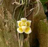 Chiloschista usneoides
