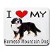 I Love My Bernese Mountain Dog