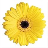 IMAGE OF Yellow Gerbera Art Print Poster by Christine Zalewski
