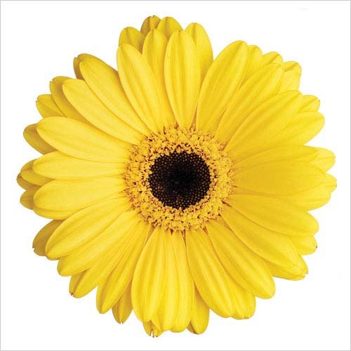 Yellow Gerbera Art Print Poster by Christine Zalewski