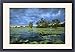 Framed Prints of JPF-13886 Yellow Water, Paperbark swamp with Water lilies (Nelumbo nucifera) from Ardea Wildlife Pets