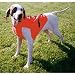 Hallmark&trade; Hi-Viz Body Guard&trade; Dog Hunting Vest Blaze Orange, M