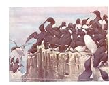 Colored Drawing Birds Guillemots Farne Ilses Pinnacles