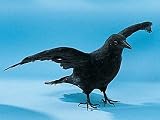Crow Collectible Bird Raven Figurine Decoration Model Statue Figure