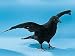 Crow Collectible Bird Raven Figurine Decoration Model Statue Figure