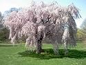 Beautiful Weeping Cherry Tree Live Plant