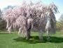 Beautiful Weeping Cherry Tree Live Plant