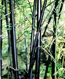 Black Bamboo - Phyllostachys Nigra FREE DELIVERY UK MAINLAND