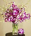 Deluxe Purple Dendrobium Orchids