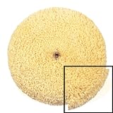Professional 7.5 Tuffer Buffer Curved Edge Buffing Pad - Double Sided - 100% Wool