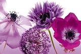 HUGE LAMINATED / ENCAPSULATED Purple Summer Flowers Decorative POSTER measures 36 x 24 inches (91.5 x 61cm)