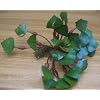 1 Wassernuss, Trapa Natans f�r den Gartenteich
