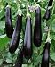 Ichiban Hybrid Eggplant Seeds - Solanum Melongena - 0.1 Grams - Approx 20 Gardening Seeds - Vegetable Garden Seed