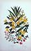 C1870 Anne Pratt Plants Loosetrife Scarlet Pimpernel