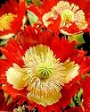 Danish Flag Afghan Poppy 250 Seeds - Papaver Somniferum