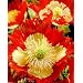 Danish Flag Afghan Poppy 250 Seeds - Papaver somniferum