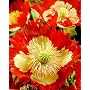 Danish Flag Afghan Poppy 250 Seeds - Papaver somniferum