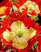 Danish Flag Afghan Poppy 250 Seeds - Papaver somniferum