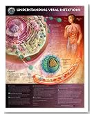 LWW Understanding Viral Infections Anatomical Chart Laminated (In Stock Special)-9775PL1.5