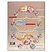 3B Scientific Glossy Paper Transplantation-Immunology Anatomical Chart