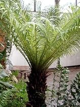 Dwarf Tree Fern - Blechum gibbum - Exotic - Dwarf