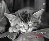 Cats 2011. PhotoArt Kalender