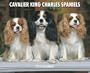 Cavalier King Charles Spaniels Calendar