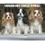 Cavalier King Charles Spaniels 2010 Calendar