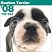boston terrier - Boston Terrier The Dog 2008 Wall Calendar