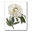 Paeonia Officinalis - Gift Enclosure Cards (set of 12)