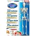 Human Body Skeleton Activity
