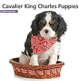 Cavalier Puppies Mini 2015 Wall Calendar