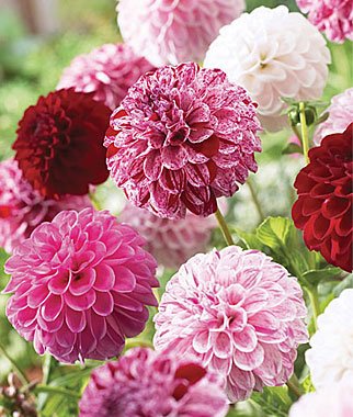 Dahlia pot luck flower seeds - my secret gardens