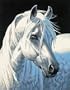 Dimensions PaintWorks/Paint By Number, White Stallion