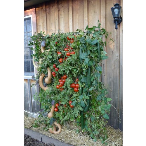 garden trellis