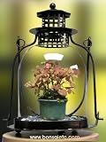 Beginner's Indoor Bonsai Kit - Light up Your Room with This Tabletop Lantern Bonsai Terrarium & the Bonsai of Love