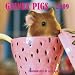 Guinea Pigs 2009 Calendar -Square Wall