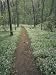 Footpath Through Blue-Eyed Mary Flowers, Raven Run Nature Sanctuary, Kentucky, USA Photographic Poster Print by Adam Jones, 36x48