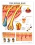 The Human Hair Chart