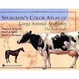 Spurgeon's Color Atlas of Large Animal Anatomy: The Essentialsby Thomas O. McCracken
