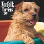 Norfolk Terriers 2009 Square Wall Calendar