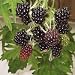Image of 2x BLACK SATIN BLACKBERRY (THORNLESS) 30-40CM POT GROWN