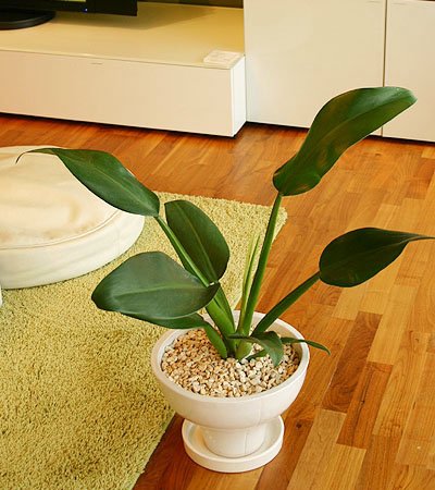 【いい庭/観葉植物】　“ぷっくりお腹の布袋さま”キャニフォリウム（ホテイカズラ）※ホワイトボールｓ