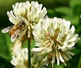 Bulk Honey 51Duh1WRXLL. SL160 Bulk Honey