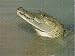 Jigsaw of MORELET S / Belize CROCODILE from Ardea