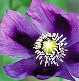 51Dur%2BgFAdL. SL160  Hungarian Blue Przemko Breadseed Somniferum Poppy 150 Seeds